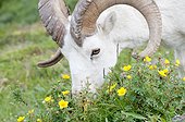 Close up of a Dall Sheep grazing on flowers in Polychrome Pass, Denali National Park & Preserve, Interior Alaska, Summer