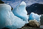 Icebergs from McBride Glacier stranded on shore at low tide, Muir Inlet, Glacier Bay National Park & Preserve, Southeast Alaska, Summer