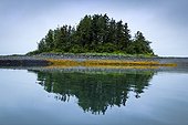 Grove of green trees on small island reflecting in the waters of Sebree Cove, Glacier Bay National Park & Preserve, Southeast Alaska, Summer