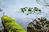Lilypads on Bartlett Lake next to moss covered fallen Sitka Spruce, Glacier Bay National Park & Preserve, Southeast Alaska, /nSummer