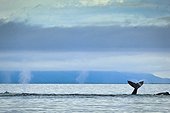 Group of Humpback whales blowing & showing fluke in Icy Strait, Glacier Bay National Park & Preserve, Inside Passage, Southeast Alaska, Summer