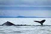 Humpback Whales showing fluke and back fin in Icy Strait, Glacier Bay National Park & Preserve, Inside Passage, Southeast Alaska, Summer