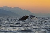 Close up of a Humpback Whale tale dripping water as the whale dives in Lynn Canal, Southeast Alaska, Summer