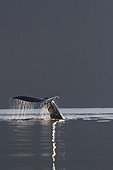 Close up of a Humpback Whale tale dripping water as the whale dives in Lynn Canal, Southeast Alaska, Summer