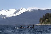 View of a small pod of Orca Whales surfacing with Shelter Island in background, Southeast Alaska, Summer
