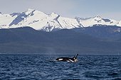 View of an Orca Whale surfacing to breath in Lynn Canal, Southeast Alaska, Summer