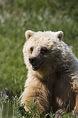 Sub adult Grizzly Bear with mouth open eats grass in Highway Pass in Denali National Park & Preserve, Interior Alaska, Summer