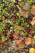 Close up of Low Bush cranberry and Dwarf Birch provide colors to the alpine tundra, Denali National Park & Preserve, Interior Alaska, Autumn