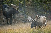 A pair of bull moose wander through a taiga forest in early morning in Denali National Park & Preserve, Interior Alaska, Autumn