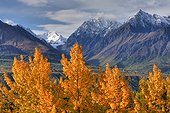 Fall foliage and the snowcapped Chugach Mountains along the Glenn Highway, Southcentral Alaska, Autumn, HDR