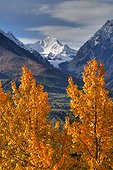 Fall foliage and the snowcapped Chugach Mountains along the Glenn Highway, Southcentral Alaska, Autumn, HDR
