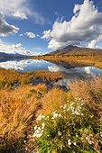 Scenic of foliage and Knob Lake along Alascom Road near Sheep Mountain and the Glenn Highway, Southcentral Alaska, Autumn, HDR