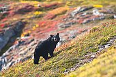 A Black Bear foraging for berries on the tundra near the Harding Icefield Trail at Exit Glacier, Kenai Fjords National Park, Autumn