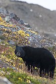 A Black Bear foraging for berries on the tundra near the Harding Icefield Trail at Exit Glacier, Kenai Fjords National Park, Autumn
