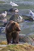 Sub-adult Brown Bear fishing for salmon, Chilkoot River, Haines, Southeast Alaska, Autumn
