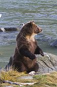 Sub-adult Brown Bear sitting on hind feet and eating salmon, Chilkoot River, Haines, Southeast Alaska, Autumn