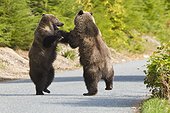 Two sub-adult Brown Bears play fighting on the road along the Chilkoot River near Haines, Southeast Alaska, Autumn
