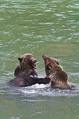 Two sub-adult Brown Bears play fighting in the Chilkoot River near Haines, Southeast Alaska, Autumn