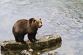 Brown Bear stands on a rock along the Chilkoot River near Haines fishing for salmon, Southeast Alaska, Autumn