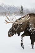 CAPTIVE: bull moose with antlers in snow, Alaska Wildlife Conservation Center, Southcentral Alaska, Winter