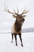 CAPTIVE: Rocky Mountain bull elk, Alaska Wildlife Conservation Center, Southcentral Alaska, Winter