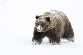 CAPTIVE: Small female grizzly, Alaska Wildlife Conservation Center, Southcentral Alaska, Winter