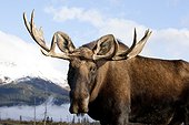 CAPTIVE: Bull moose, Alaska Wildlife Conservation Center, Southcentral Alaska, Autumn