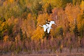 Trumpeter swans in flight over Potter Marsh with Autumn foliage in the background, Southcentral Alaska