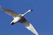 Trumpeter swan in flight over Potter Marsh with blue sky above, Southcentral Alaska, Autumn