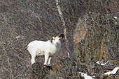Dall sheep in Chugach Mountains during a snowstorm, Southcentral Alaska, Winter