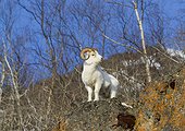 Dall sheep standing on a ledge in the Chugach Mountains, Southcentral Alaska, Winter