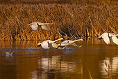 Trumpeter swans in flight over Potter Marsh with Autumn foliage in the background, Southcentral Alaska