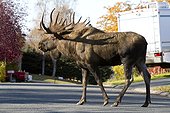 Large bull moose walks along a residential street, Anchorage, Southcentral Alaska, Autumn