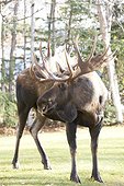 Large bull moose in a residential area, Anchorage, Southcentral Alaska, Autumn