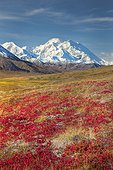 East side of snow covered Mt. McKinley with south summit hidden/n by a cloud as seen from Thorofare Pass with red bear berry in the foreground, Denali National Park and Preserve, Interior Alaska, Fall, HDR