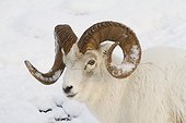 A full-curl Dall sheep ram with snow on its horns roams thru the deep snow of the Chugach mountains, Southcentral Alaska, Winter