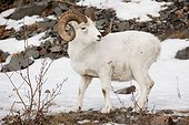 A full-curl Dall sheep ram looks over its shoulder, Chugach mountains, Southcentral Alaska, Winter