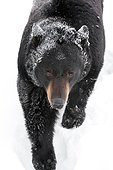 CAPTIVE: High angle view of a large Black Bear walking in snow and glances upward, Alaska Wildlife Conservation Center, Southcentral Alaska, Winter