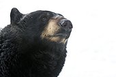 CAPTIVE: Low angle portrait of a large Black Bear, Alaska Wildlife Conservation Center, Southcentral Alaska, Winter