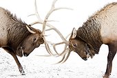 CAPTIVE: A pair of large Rocky Mountain elk lock antlers and fight, Alaska Wildlife Conservation Center, Southcentral Alaska, Winter