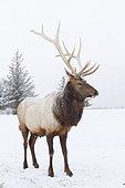 CAPTIVE: Large bull Rocky Mountain elk stands in snow, Alaska Wildlife Conservation Center, Southcentral Alaska, Winter