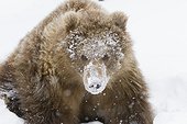 CAPTIVE: Kodiak Brown bear female cub with its face covered in fresh white snow, Alaska Wildlife Conservation Center, Southcentral Alaska, Winter