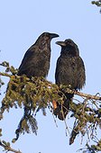 A pair of Ravens sit side by side on a Spruce limb near Seward, Southcentral Alaska, Winter