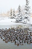 A large flock of Mallard ducks in a pond in Anchorage, Southcentral Alaska, Winter
