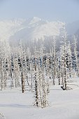 A winter scene of earthquake-killed trees at Mile 89 of the Seward Highway near Girdwood, Southcentral Alaska, Winter