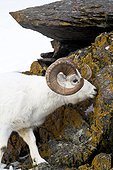 A full-curl Dall sheep ram licks on rocks with colorful moss and lichens, Chugach mountains, Southcentral Alaska, Winter