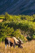 Large bull moose standing in thick brush near Powerline Pass in the Chugach State Park, near Anchorage in Southcentral Alaska, on a sunny fall day.