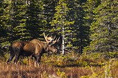 A large bull moose standing near the tree line at Powerline Pass in the Chugach State Park in Southcentral Alaska on a sunny fall morning.