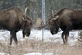 Two bull moose sparring near Ted Stevens International Airport in Anchorage, Southcentral Alaska, Winter