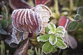 Macro of frost covered low bush cranberry and tundra, Maclaren River Valley, Southcentral Alaska, Autumn